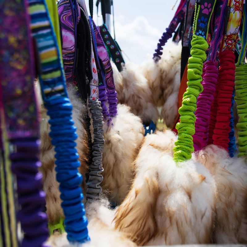 Dog gear stall with toys and leashes