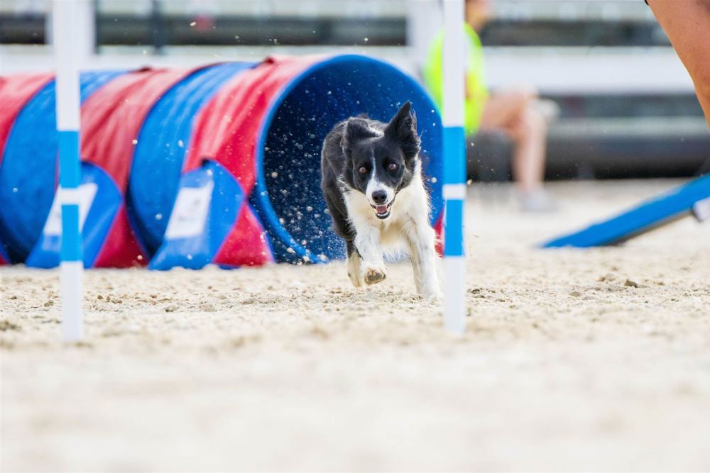 Dog running in agility
